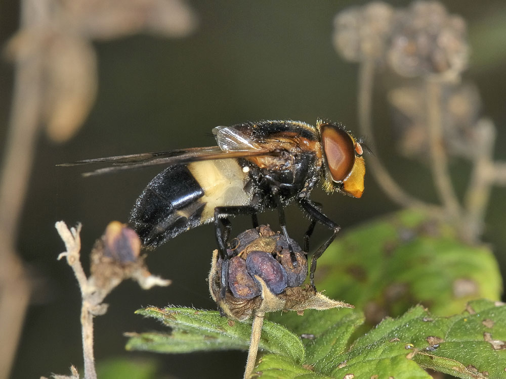 Syrphidae: Volucella bombylans